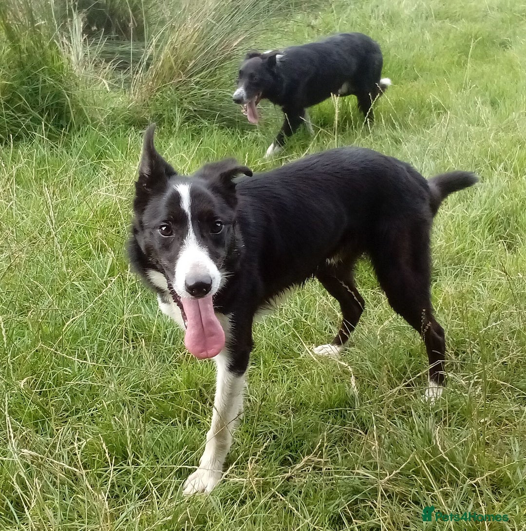 Border Collie dogs for sale: Border Collie dog, rehoming  - Image 2