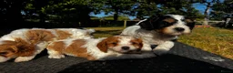 Cavapoo dogs for sale: Cavapoo’s extensively health tested rare colours  - Advert 25