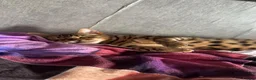 Bengal cats for sale: Male bengal  - Advert 2