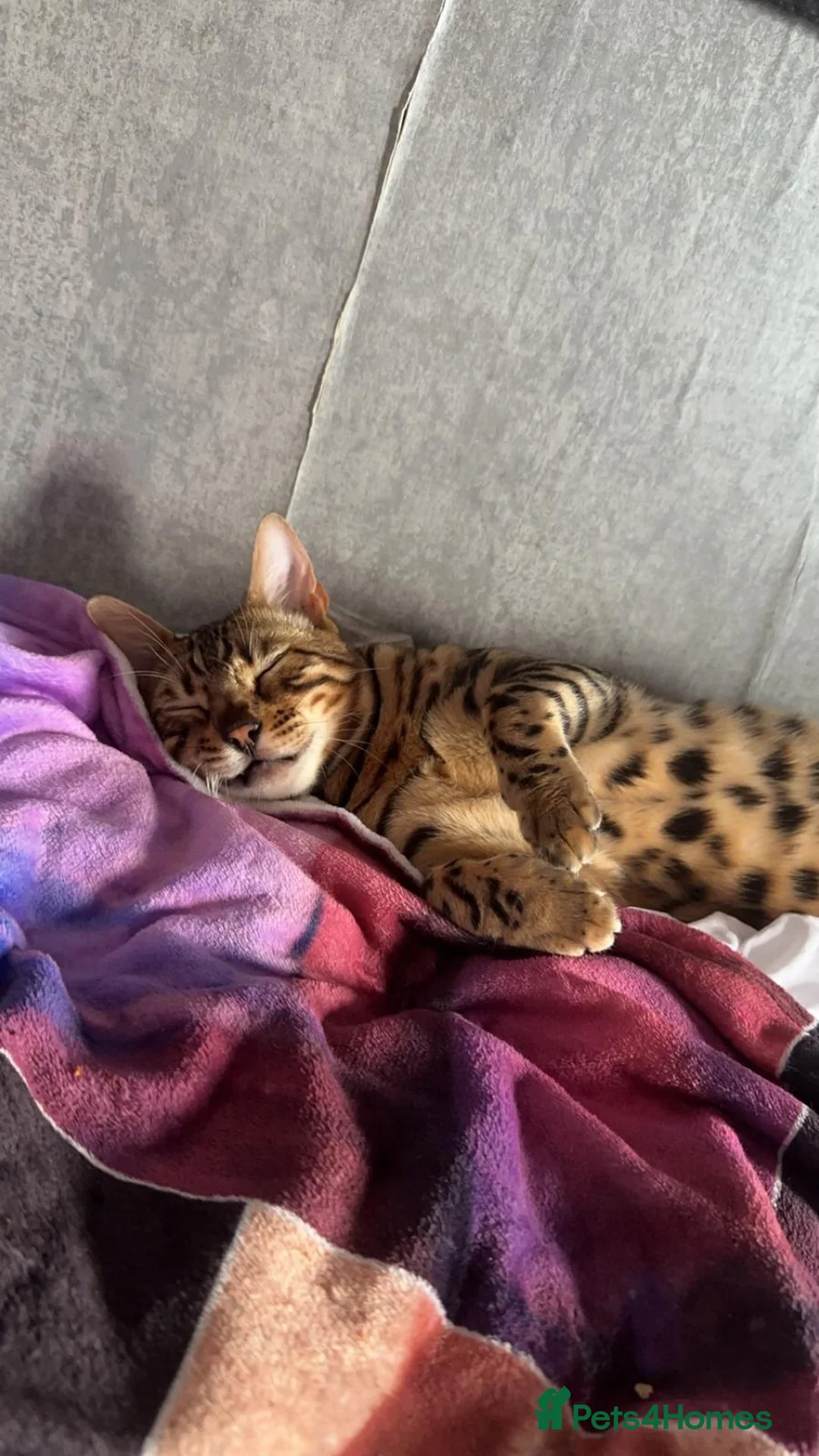 Bengal cats for sale: Male bengal  - Advert 2