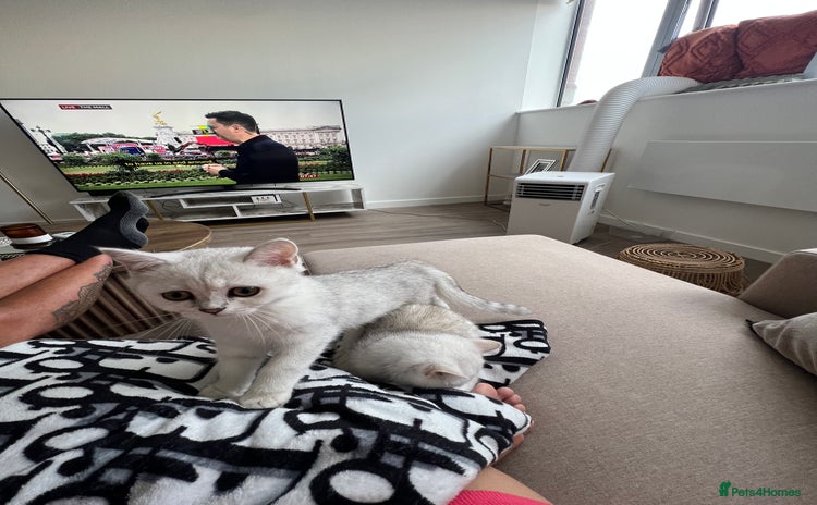 Scottish Fold cats - Advert 1