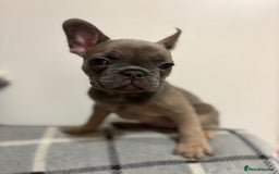 French Bulldog dogs for sale: 3 beautiful pedigree French bulldog puppies  - Image 3