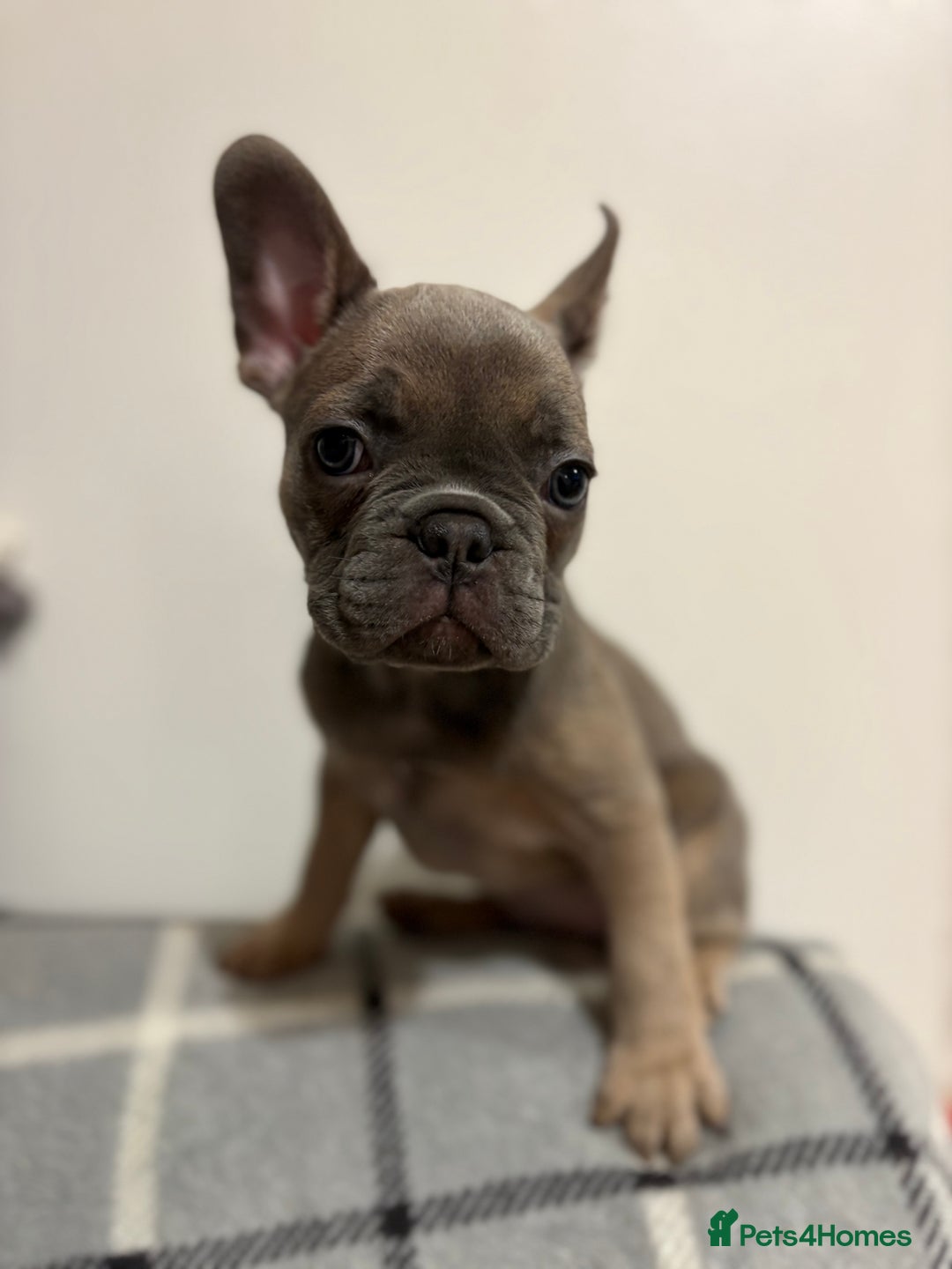 French Bulldog dogs for sale: 3 beautiful pedigree French bulldog puppies  - Image 3
