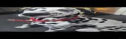 Dalmatian dogs for sale: Handsome dalmation brothers  - Advert 2