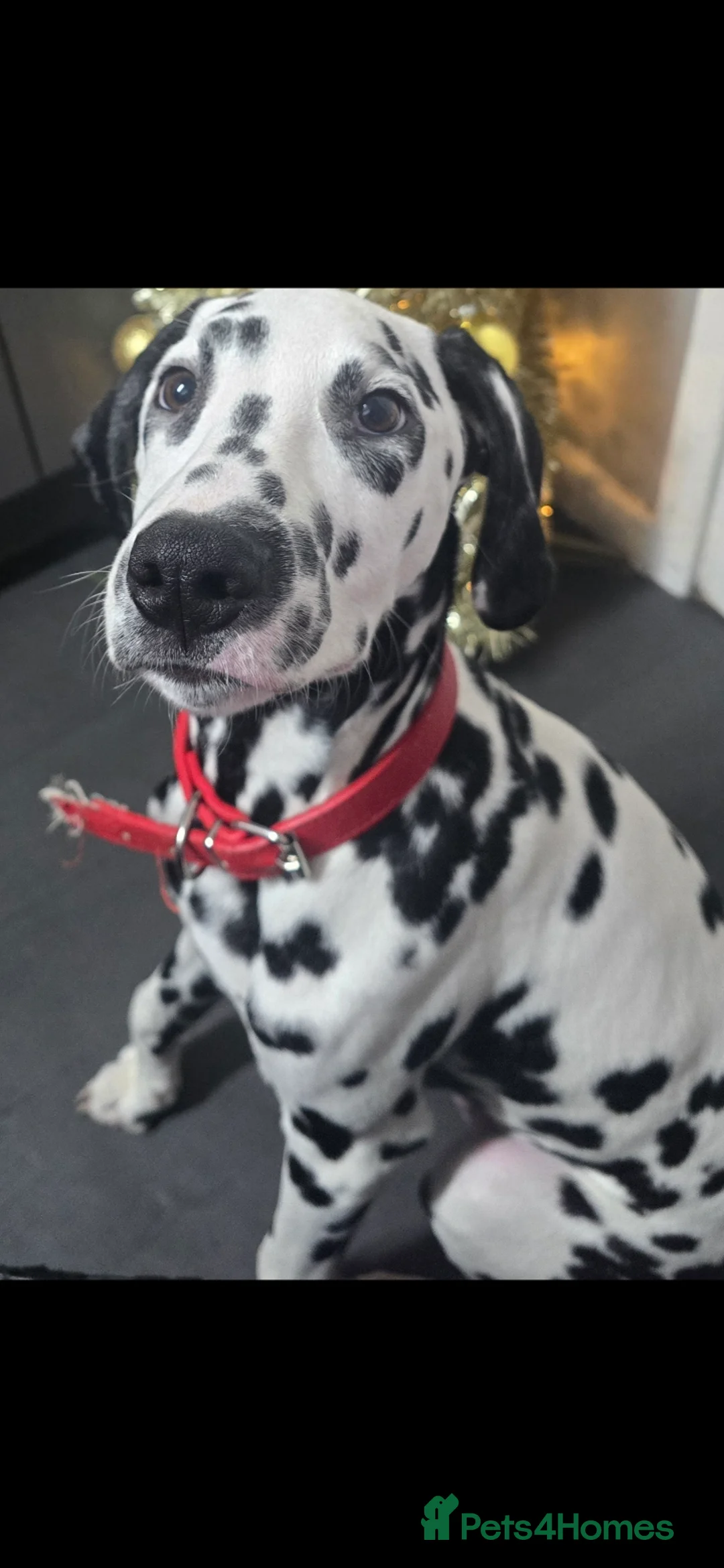 Dalmatian dogs for sale: Handsome dalmation brothers  - Advert 2
