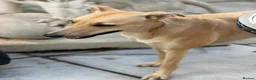 Mixed Breed dogs for sale: Female Lurcher 1 year old - Advert 5