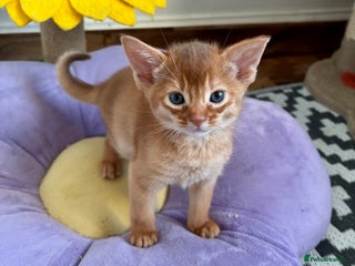 Abyssinian cats Pure pedigree Tica registered Abyssinian kittens - Advert 14