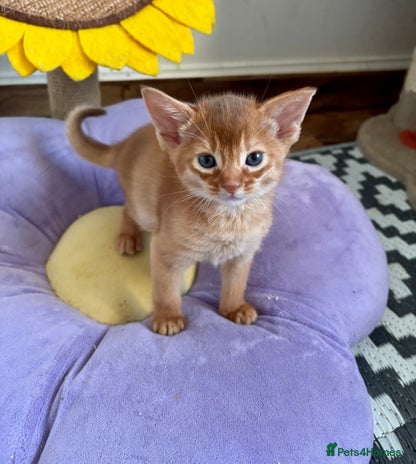 Abyssinian cats Pure pedigree Tica registered Abyssinian kittens - Advert 1