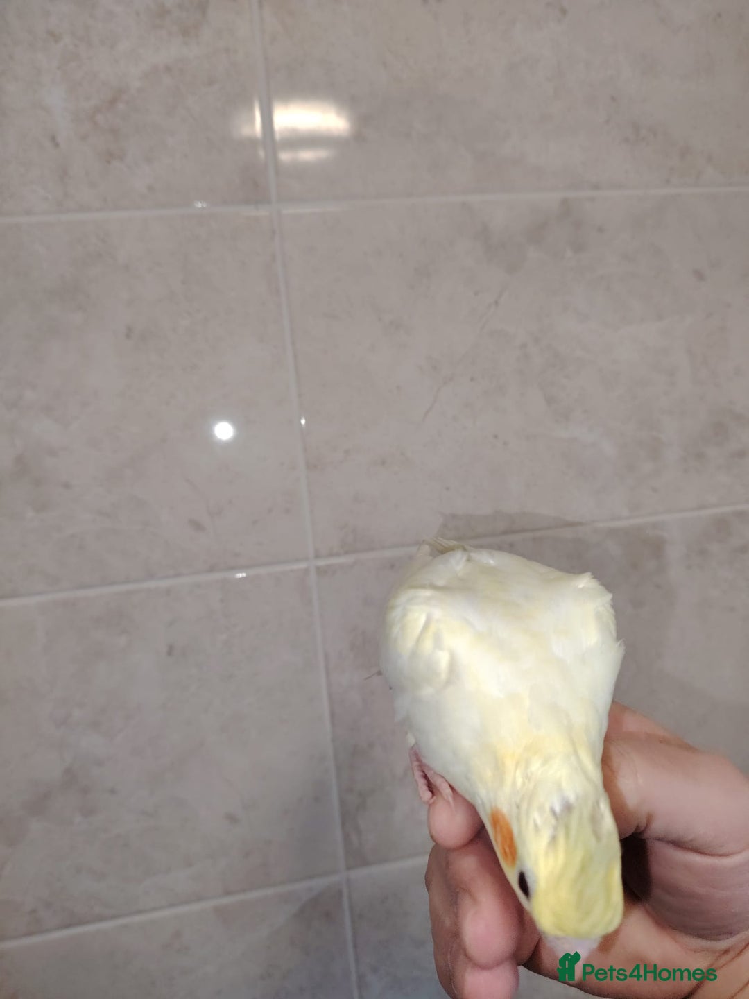 Cockatiels birds for sale: Baby cockatiels hand rear - Advert 4