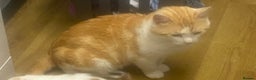 Mixed Breed cats for sale: Beautiful ginger cat looking for a new home  - Advert 2