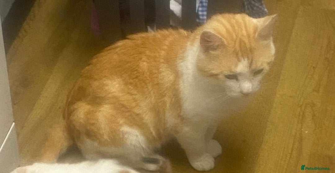 Mixed Breed cats for sale: Beautiful ginger cat looking for a new home  - Advert 2