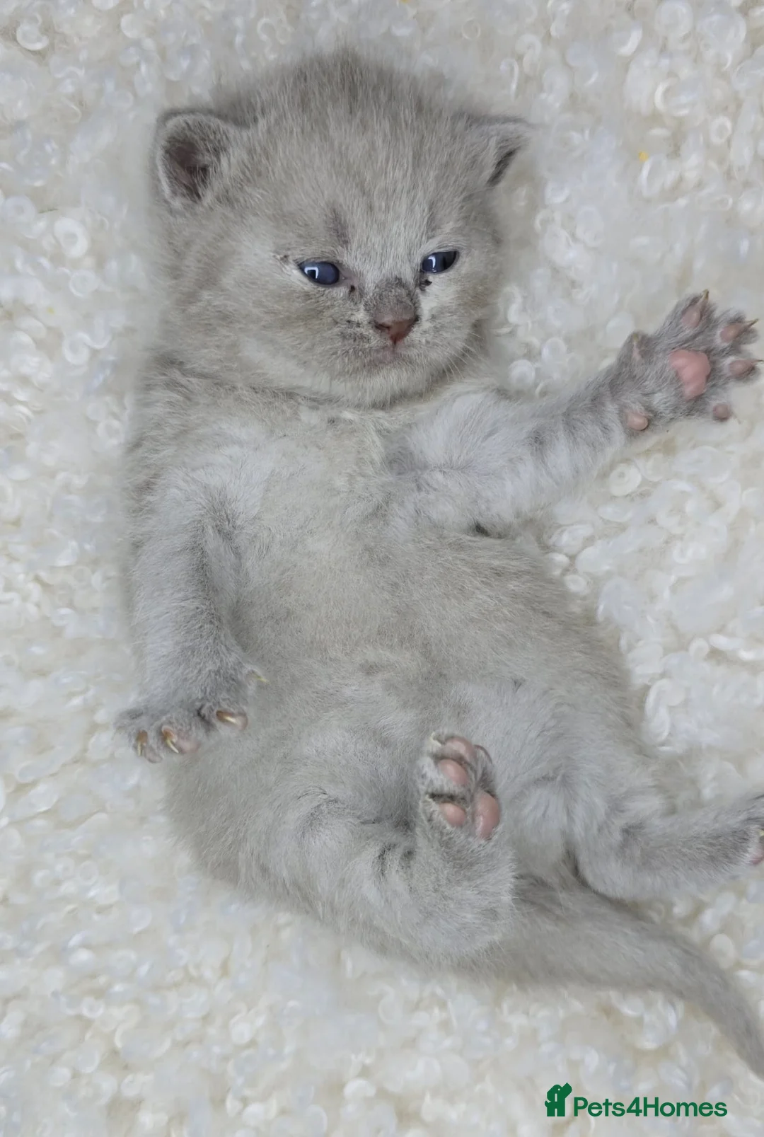 British Shorthair cats for sale: Gorgeous British Shorthair kittens - Advert 7