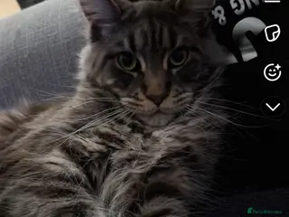 Maine Coon cats Maincoon x - Advert 3