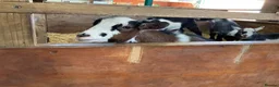 Goats livestock for sale: Pygmy kids for sale. Females and castrated males  - Advert 16