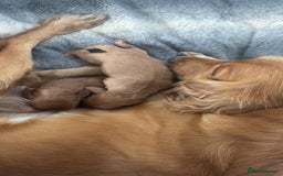 Cocker Spaniel dogs for sale: Working ginger/red cocker spaniels. - Image 16