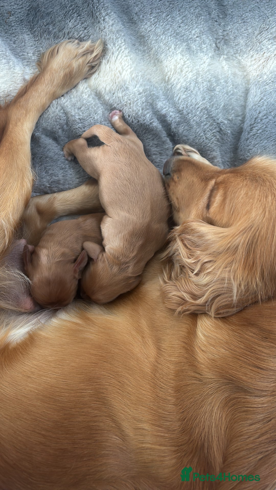 Cocker Spaniel dogs for sale: Working ginger/red cocker spaniels. - Image 16