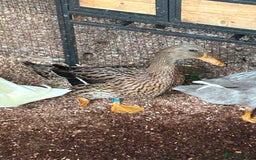 Ducks poultry for sale: Mixed breed ducks - Image 10