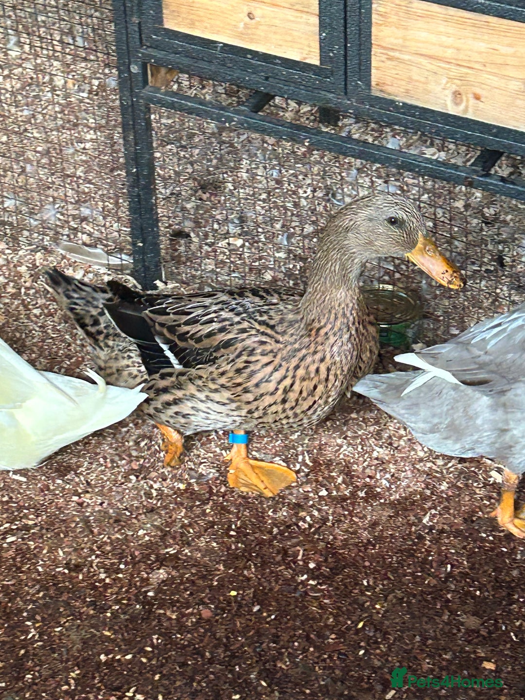 Ducks poultry for sale: Mixed breed ducks - Image 10