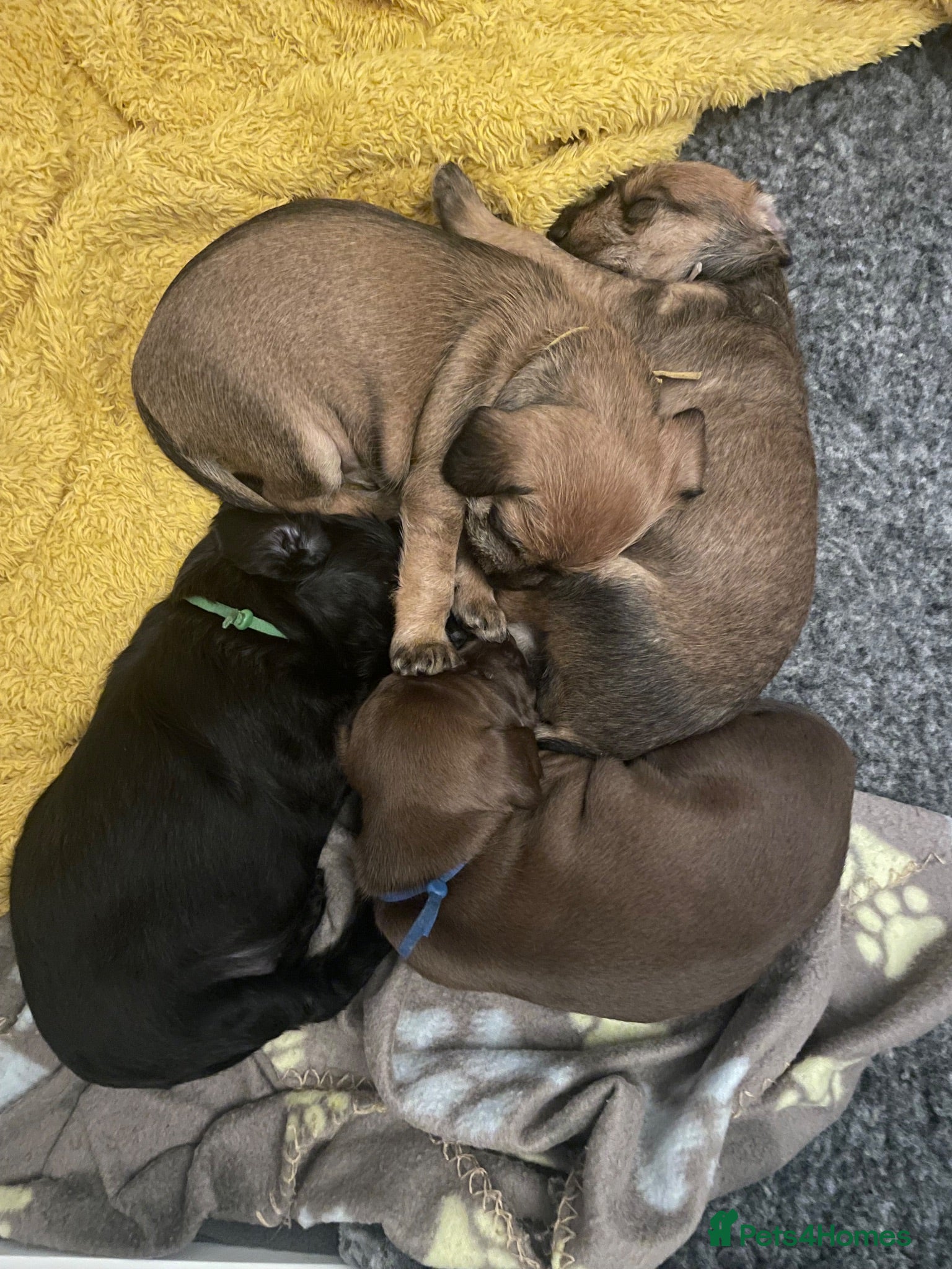 Mixed Breed dogs Iggypoo pups - the perfect dog - Advert 1
