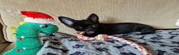 Chihuahua dogs for sale: REDUCED Last Pup Left! Chihuahua Puppy READY NOW - Advert 7