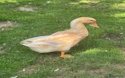 Ducks poultry for sale: Rare Buff Orpington Ducks For FREE to good home - Image 5