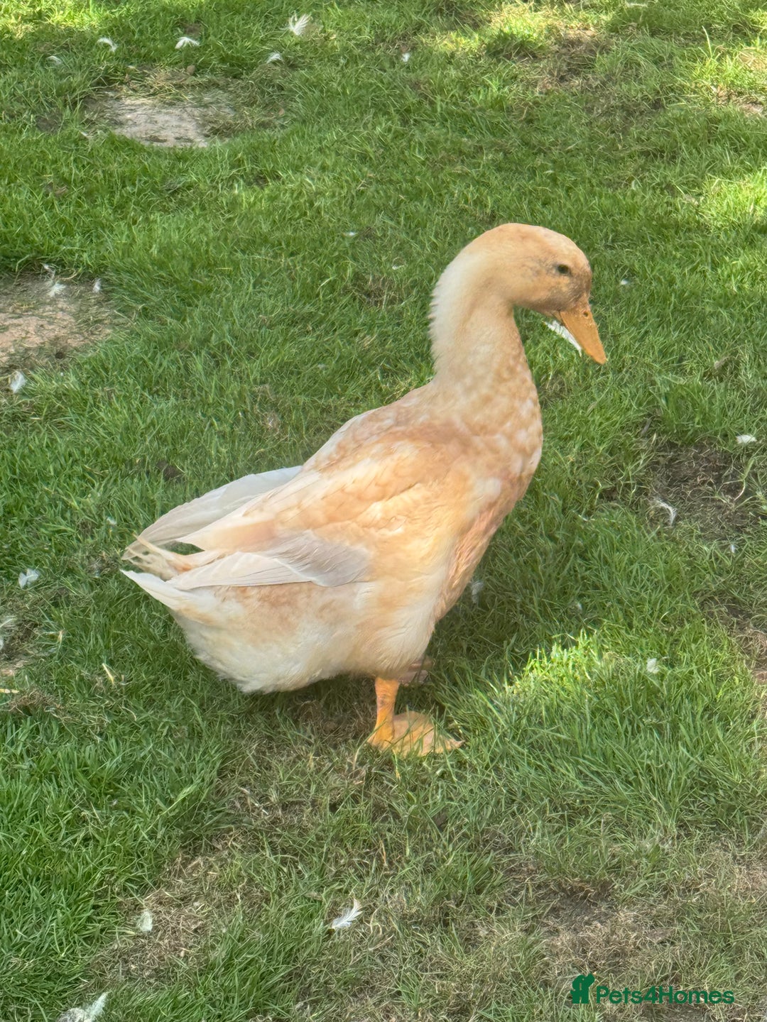 Ducks poultry for sale: Rare Buff Orpington Ducks For FREE to good home - Image 5