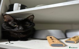 Asian cats for sale: Free black cat  - Image 2