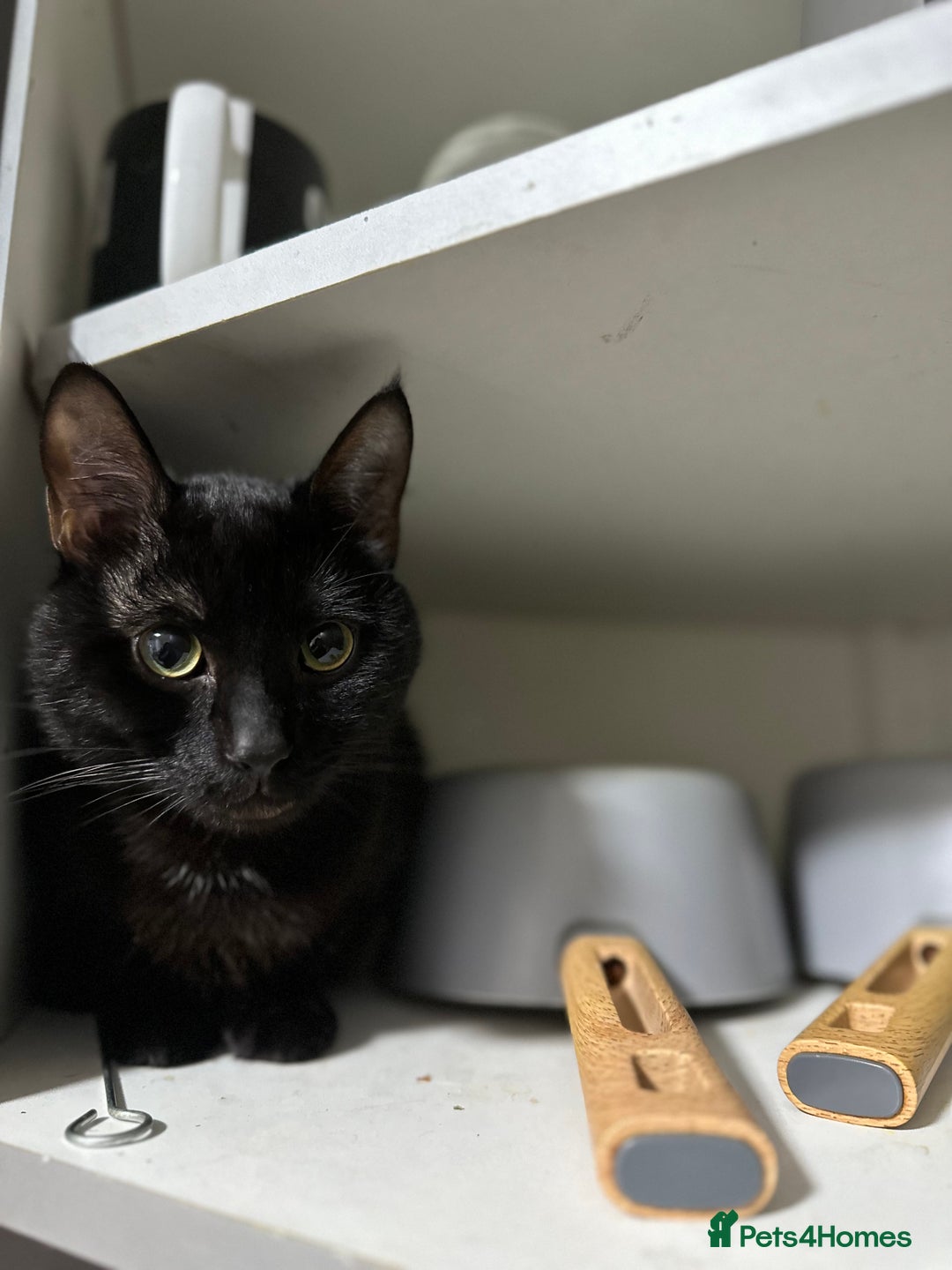 Asian cats for sale: Free black cat  - Image 2