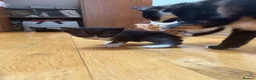 Mixed Breed cats for sale: Cute kitten litter of mix breed.  - Advert 4
