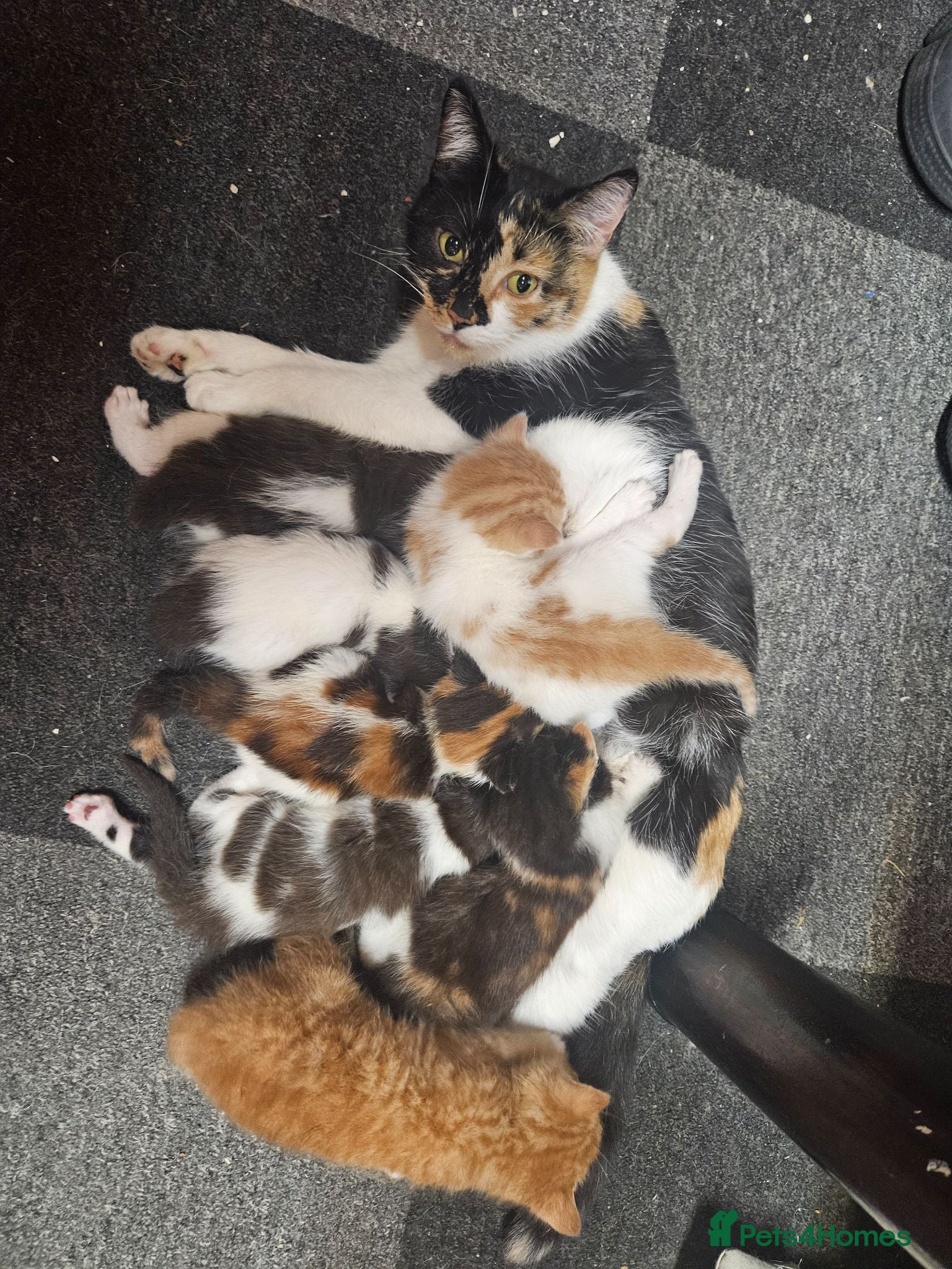 Mixed Breed cats 3 boys and 2 girl kittens for sale - Advert 7
