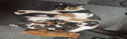 Mixed Breed cats for sale: 3 boys and 2 girl kittens for sale - Advert 1