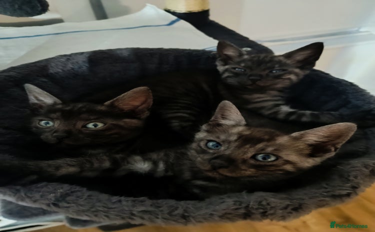 Bengal cats for sale - Advert 1