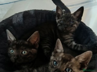 Bengal cats - Advert 1