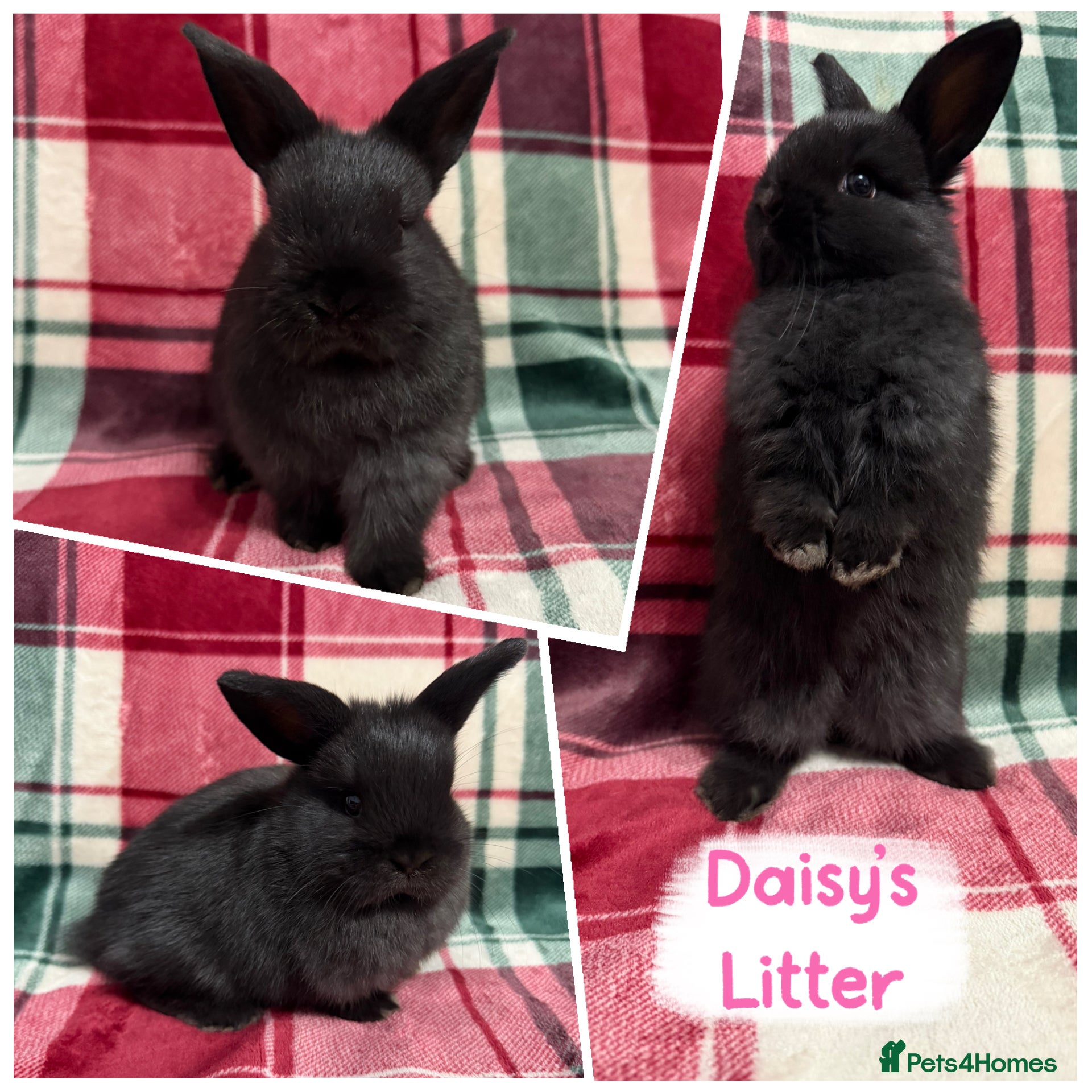 Mixed Breed rabbits 🐰Beautiful Mini Lop x Netherland Dwarf Rabbits🐰 - Advert 11