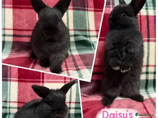 Mixed Breed rabbits 🐰Beautiful Mini Lop x Netherland Dwarf Rabbits🐰 - Advert 11