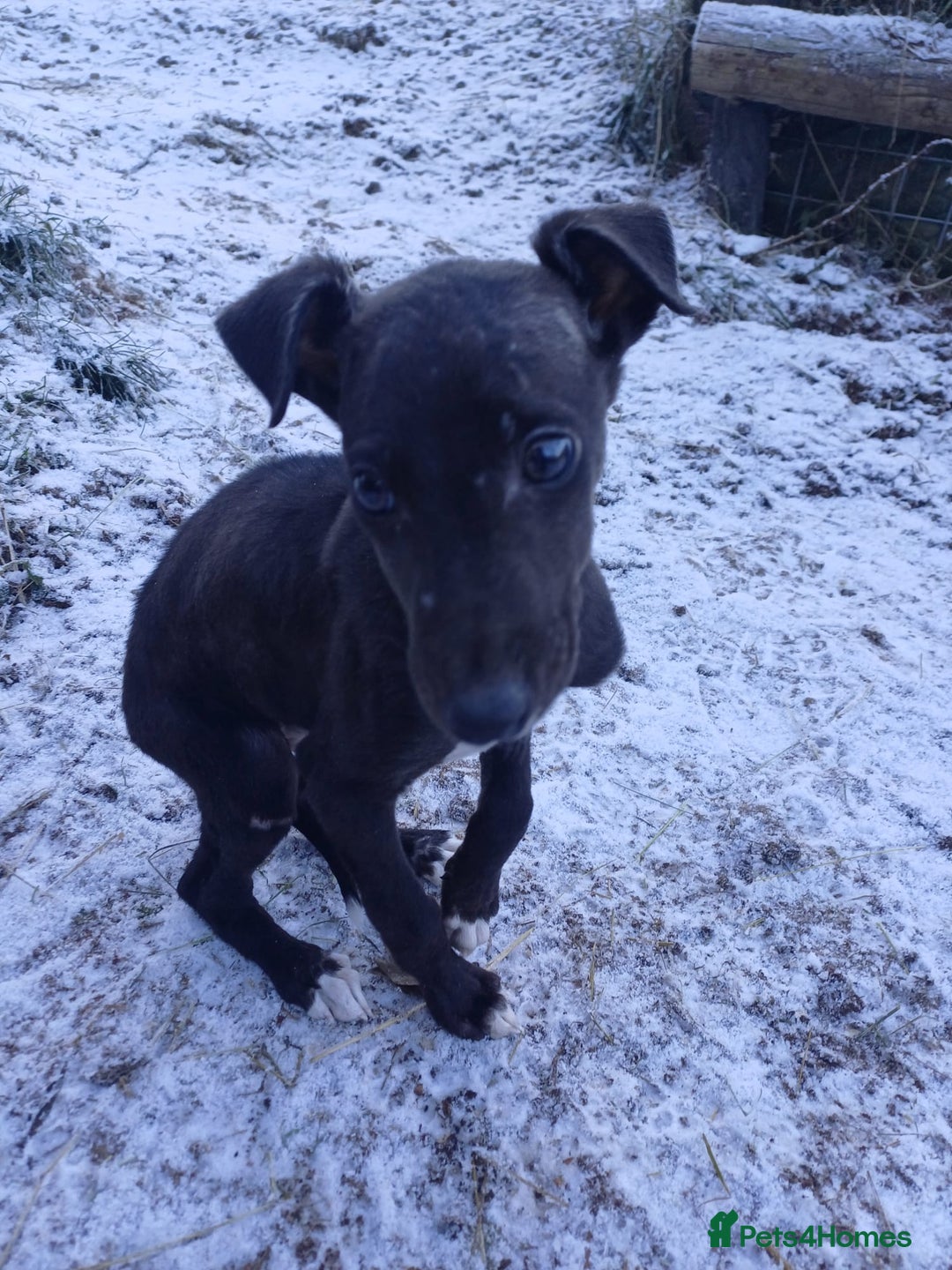 Whippet dogs for sale: Male Whippet Pup Ready For Forever Home - Advert 5