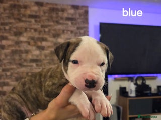 American Bulldog dogs REHOMING MONDAY 5TH AMERICAN BULLDOGS PUPPIES 8WKS - Advert 5