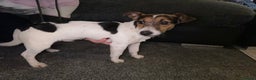 Jack Russell dogs for sale: Milo  - Advert 2