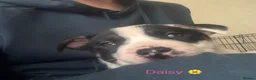 Mixed Breed dogs for sale: 1 Bullkita Puppy Left | Ready 25th May - Advert 24