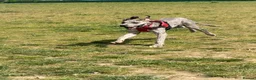 Great Dane dogs for sale: Merlin 8 month old Great Dane puppy - male  - Advert 6