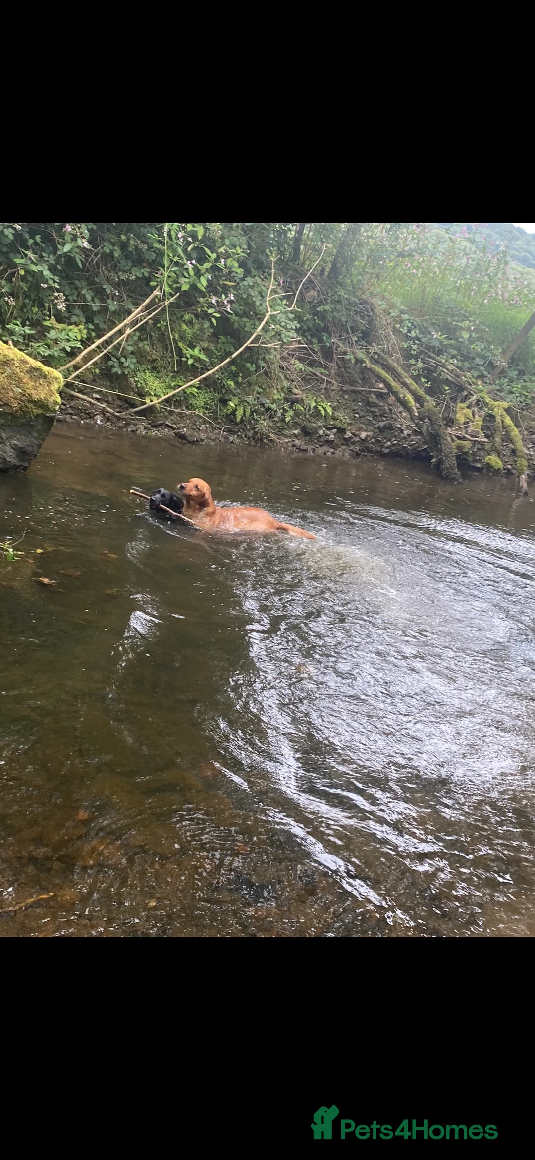 Labrador Retriever dogs for stud: fox Red extensively health tested 0-0 hips in Swansea - Advert 18