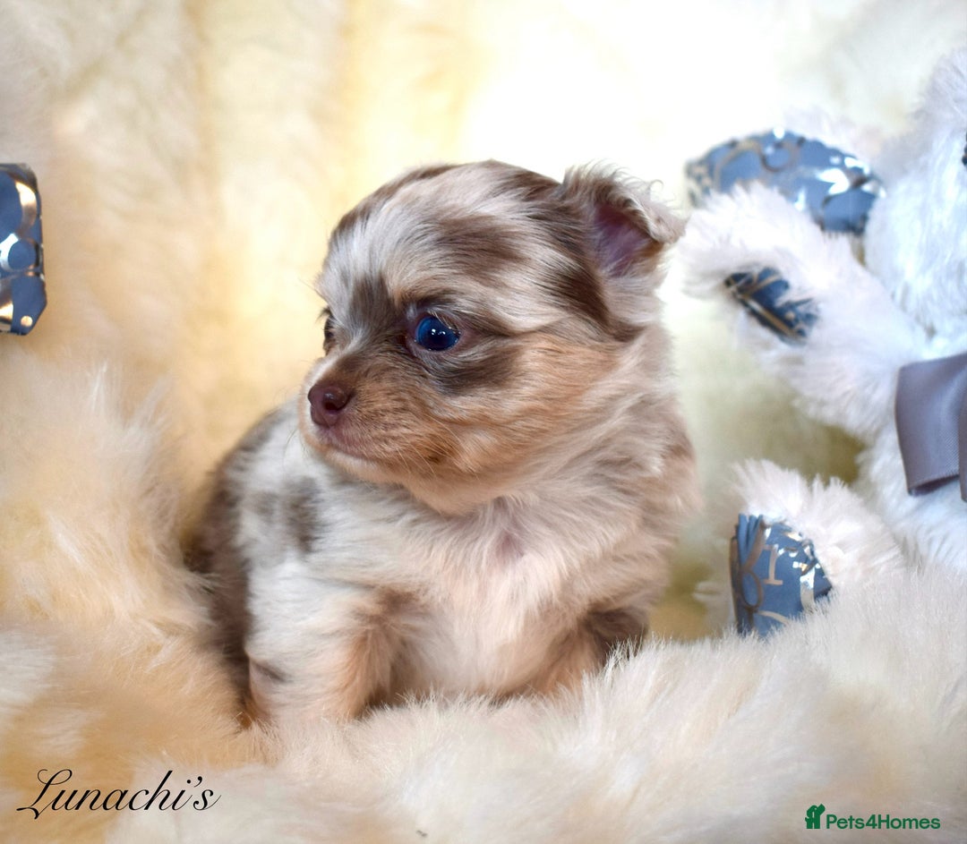 Chihuahua dogs for sale: Stunning long coat chihuahua puppies - Image 24