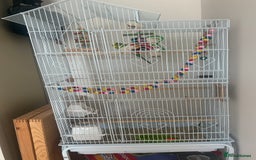Budgerigars birds for sale: Very pretty 1 year old male with full set up  - Image 3