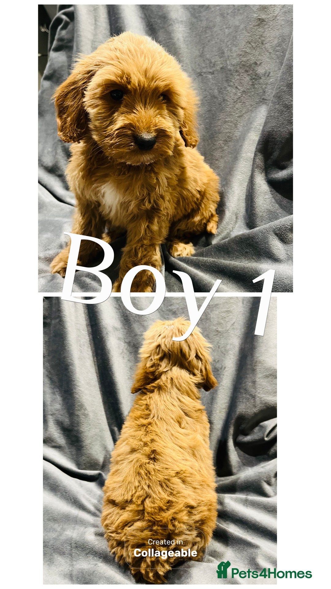 Cockapoo dogs for sale: F1 Show cockapoos(ready now ) - Image 7