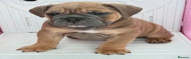 English Bulldog 1