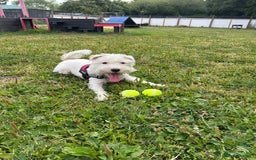 Patterdale Terrier dogs for adoption: Peanut - Image 1