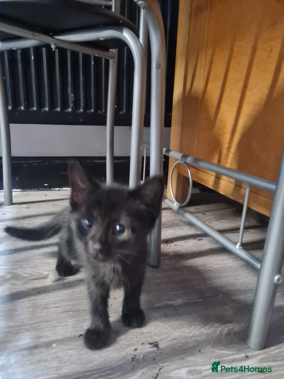 Mixed Breed cats for sale: Not 50 pound read avert. 2 baby's blacks left  - Image 3