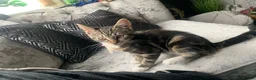 Mixed Breed cats for sale: Kitten female  in Birmingham - Advert 3