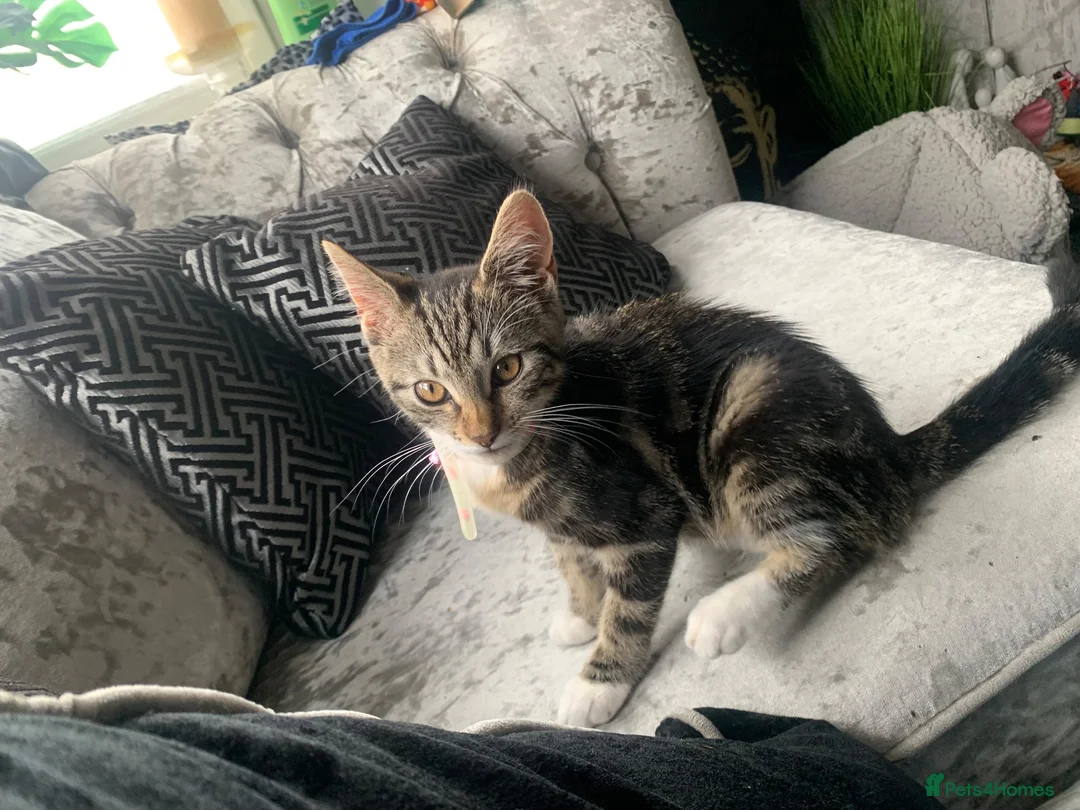 Mixed Breed cats for sale: Kitten female  in Birmingham - Advert 3