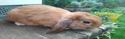Mini Lop rabbits for sale: Pretty (Mostly) Female Minilop and Dwarf Lop - Advert 9